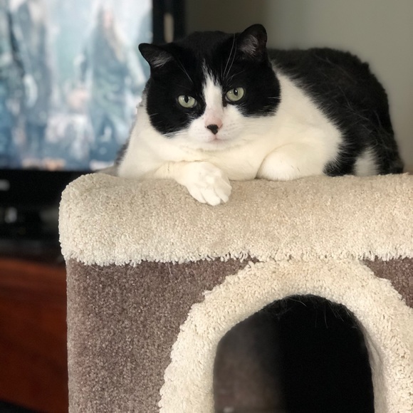 Meet your Posher, Chelsea - Picture 1 of 1